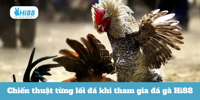 Chiến thuật tối ưu cho từng lối đá khi tham gia đá gà Hi88