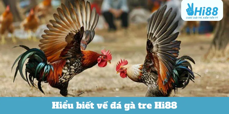 Hiểu biết về đá gà tre Hi88