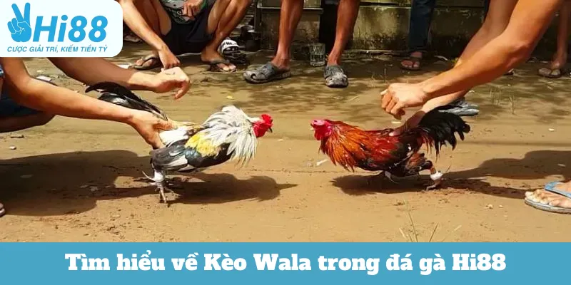 Tìm hiểu về Kèo Wala trong đá gà Hi88