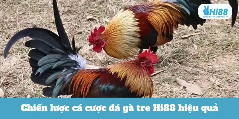 Chiến lược cá cược đá gà tre Hi88 hiệu quả
