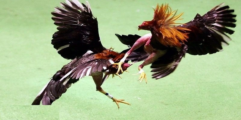 Đặc điểm hình dáng
