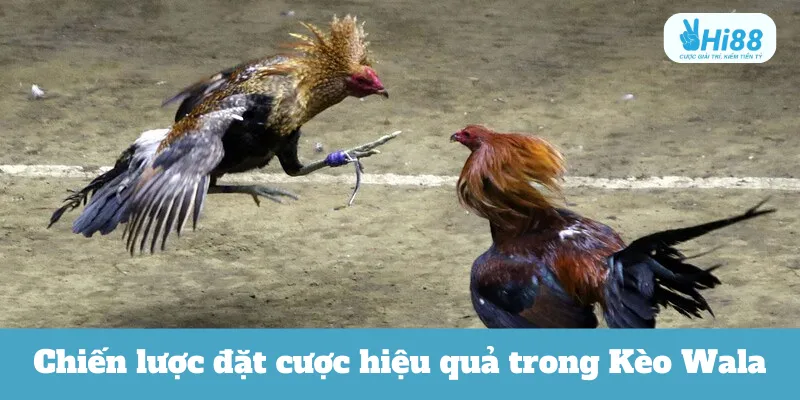 Chiến lược đặt cược hiệu quả trong Kèo Wala