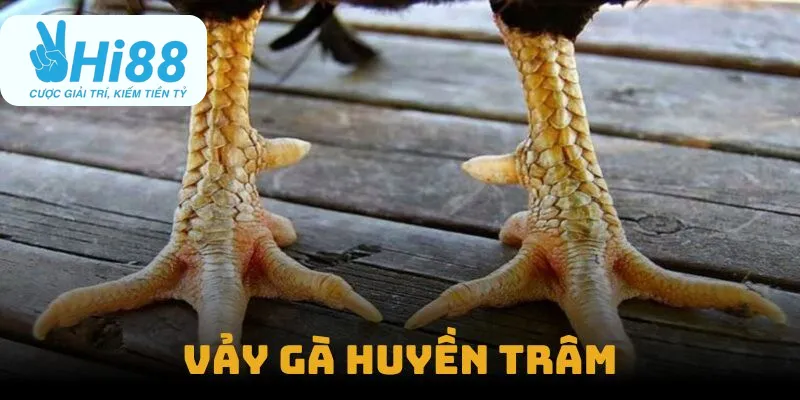 Vảy gà huyền trâm là gì?
