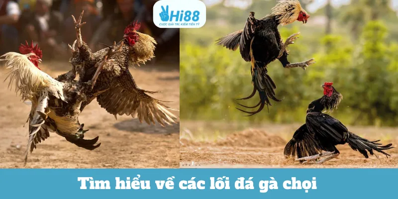 Tìm hiểu về các lối đá gà chọi