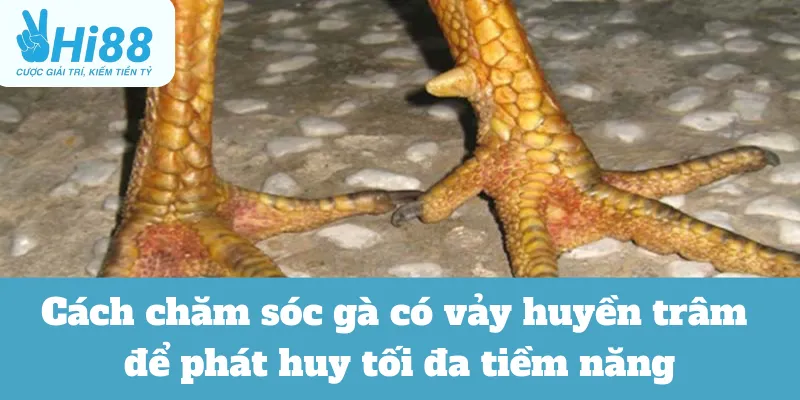Cách chăm sóc gà có vảy huyền trâm để phát huy tối đa tiềm năng