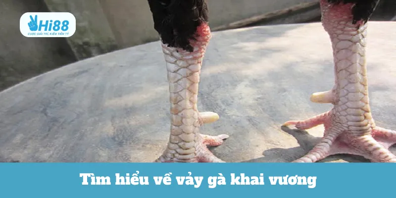 Tìm hiểu về vảy gà khai vương