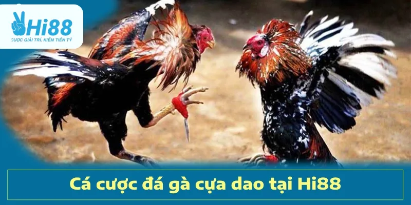 Tìm hiểu về Đá gà cựa dao Hi88